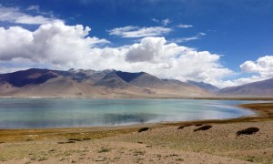 Tsokar. Descended from Shinbuk La (5300) to Tso Kar (4500) to cross a paved road and find a parachute cafe near the lake. Amazingly, I buy two beers from the workers there. The english girl Wendy and I stay in our own small tent nearby, though the place has dozens of fancy canvas cabin rooms for hire for something crazy like 4000 IR. Cold.
