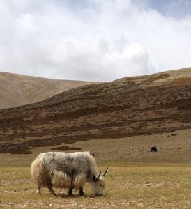 A nomad's yak grazing in a grassy valley a day near Tso Kar. Ribbon's laced through ear identifies the owner of the herd. Wasn't sure how close to get, no trees or any place to retreat if they turned out to be surly.