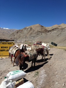 Pony man shows up and unloads horses from a trailer, meeting the driver, the young camp cook Numgail and I along the Leh Manali road in Rumtse, and sending the driver away now, the three of us set off.