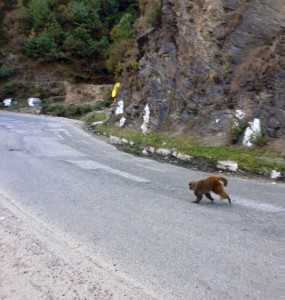 monkeyCrossingFagu