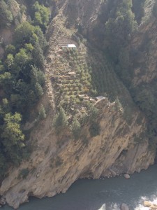 1 of 3. Quite the orchard (I assume apples as I am now in Kinnuar) perched above the Sutlej River past Jangi along the rock slide prone section of India's 22 (tracking to some degree was originally the Hindustan-Tibetian Highway under Dalihousie).